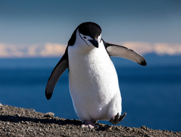 Linux publica 432 novas vulnerabilidades em dois dias