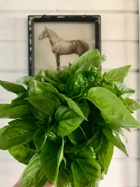 A pesto recipe that you'll want to put on everything.
