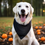 Thumbnail: Large dog with black bandana in Fall.