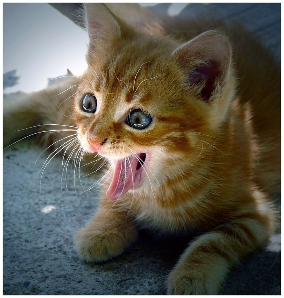 Emotions Shape Our Experience