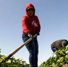 Migrantes mexicanos en EU son la octava economía mundial