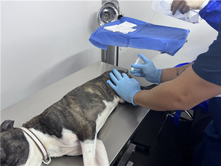 Anuncian esterilizaciones en colonias de Chihuahua ¡Lleva a tu lomito!