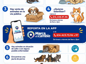 Si te encontraste un perrito en la calle, esto debes hacer: