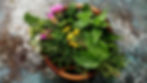 Workshop: Wildkräuterkunde