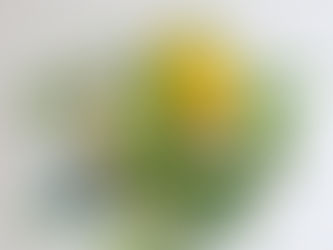 お盆の供え花に最適な白ひまわりの魅力と意味