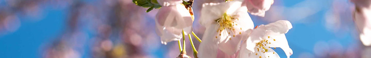 cherry blossom-4.jpg