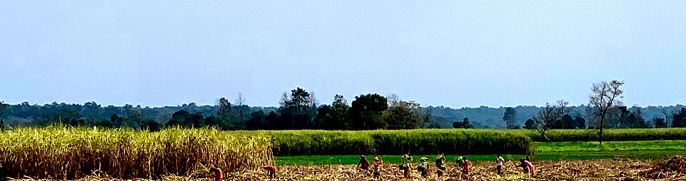 Sugar cane field.jpg