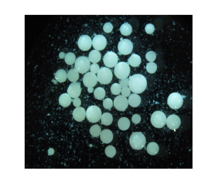 Microcapsules loaded with active species