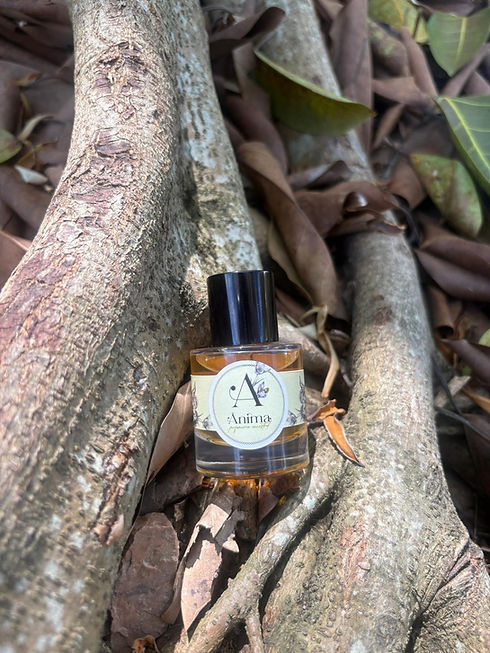 Sol de Canela 1.jpeg