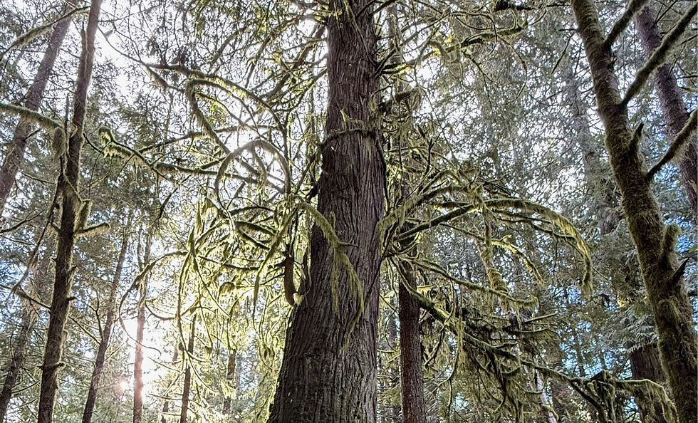 SCCF Community Advisory Panel AN12A Sessions