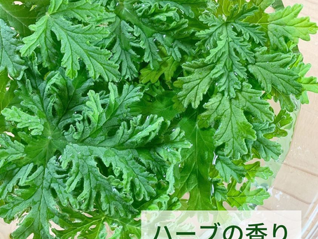 【ハーブの香り】