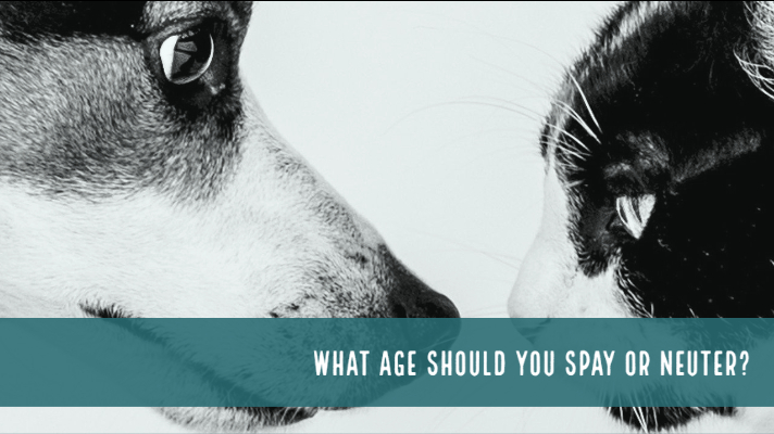 at what age should you spay a puppy