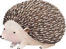 Drawing of Hedgehog