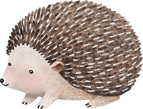Drawing of Hedgehog