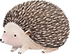 Drawing of Hedgehog