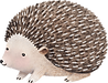 Drawing of Hedgehog