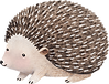 Drawing of Hedgehog