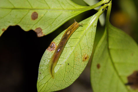 Kavisha-IMG_6297 Large.jpeg