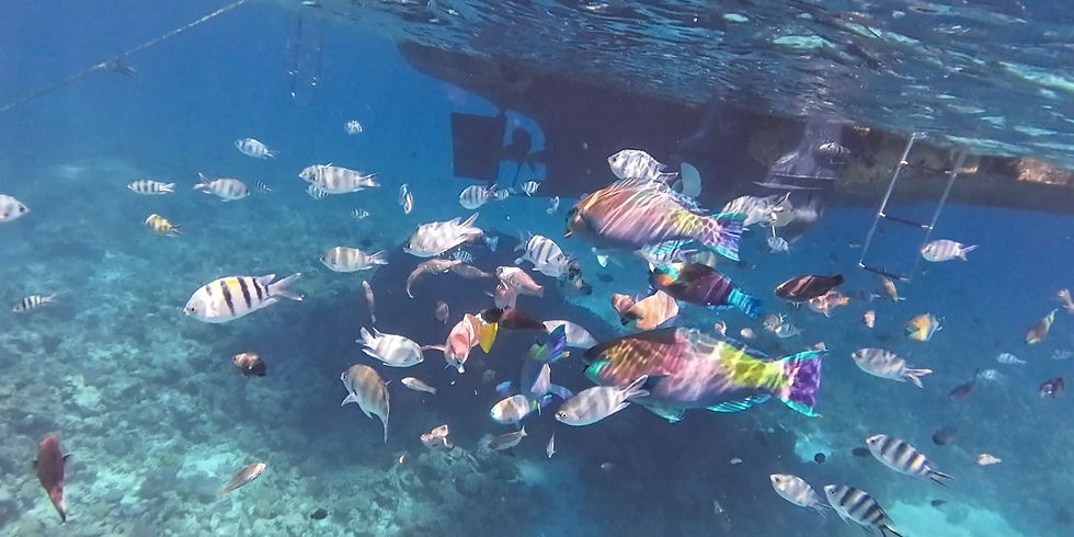Fische bunt_edited