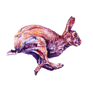 Running Hare