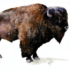 Bison