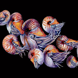 Nautiluses