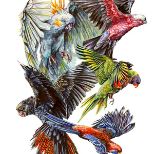 Australian Parrots
