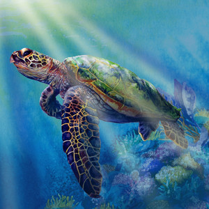 Sea Turtle