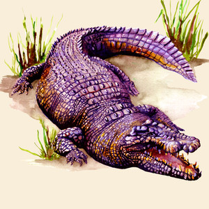 Crocodile