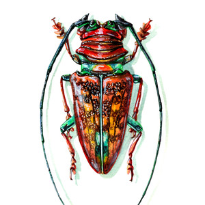 Beetle