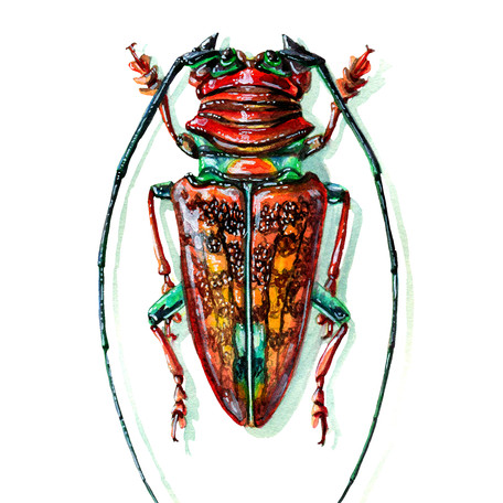 Beetle