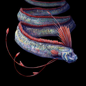 Oarfish