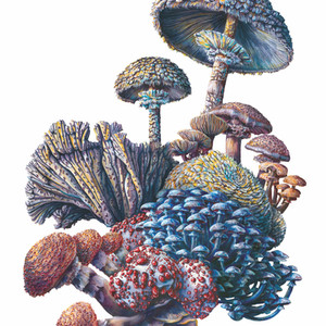 Fungi