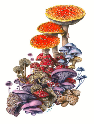 Right Mushrooms