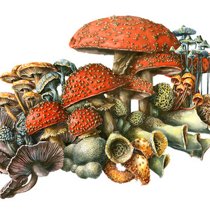 mushroomslow.jpeg