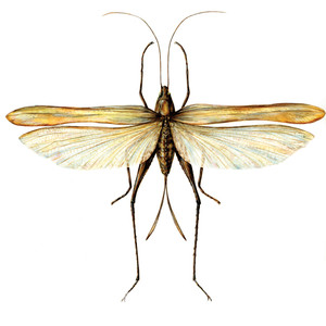 Locust