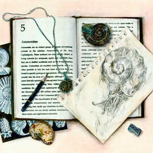 Ammonites