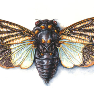 Cicada