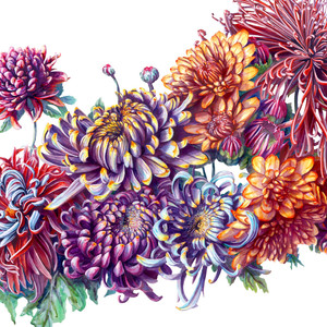 Chrysanthemums
