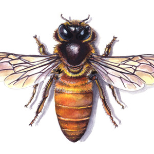Bee