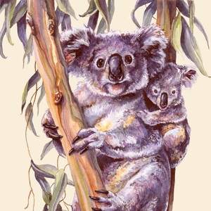 Koala
