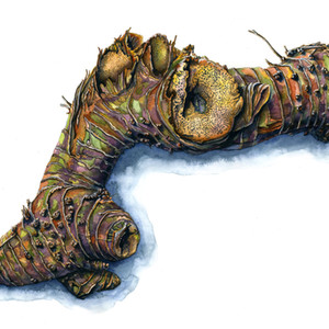 Cane Root