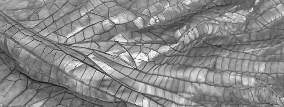IMG_1599.jpeg