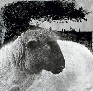 irland, island, øst island, Vesterålen, sau, sheep, portrait