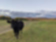 Cow in backfield