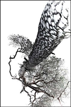 Fine Art Photograph b*constrictor - Wilpsize Gallery