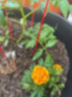 Tomato plant with yellow-orange marigold flowers in a black pot. Red stakes support the plant. Background features wooden fence.