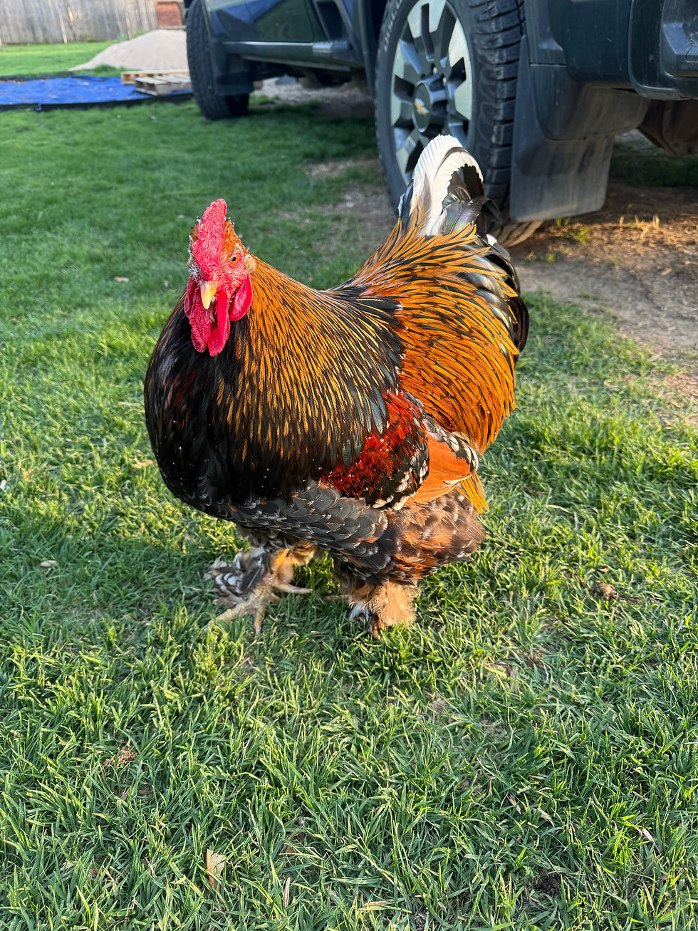 A colorful rooster stands on green grass near a parked vehicle, with vibrant feathers and a vivid red comb, in a sunny outdoor yard.
