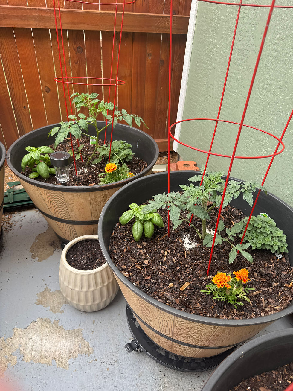 Two large pots with tomato plants, basil, and marigolds, on a patio with a wooden fence. Red plant supports and a small white pot.