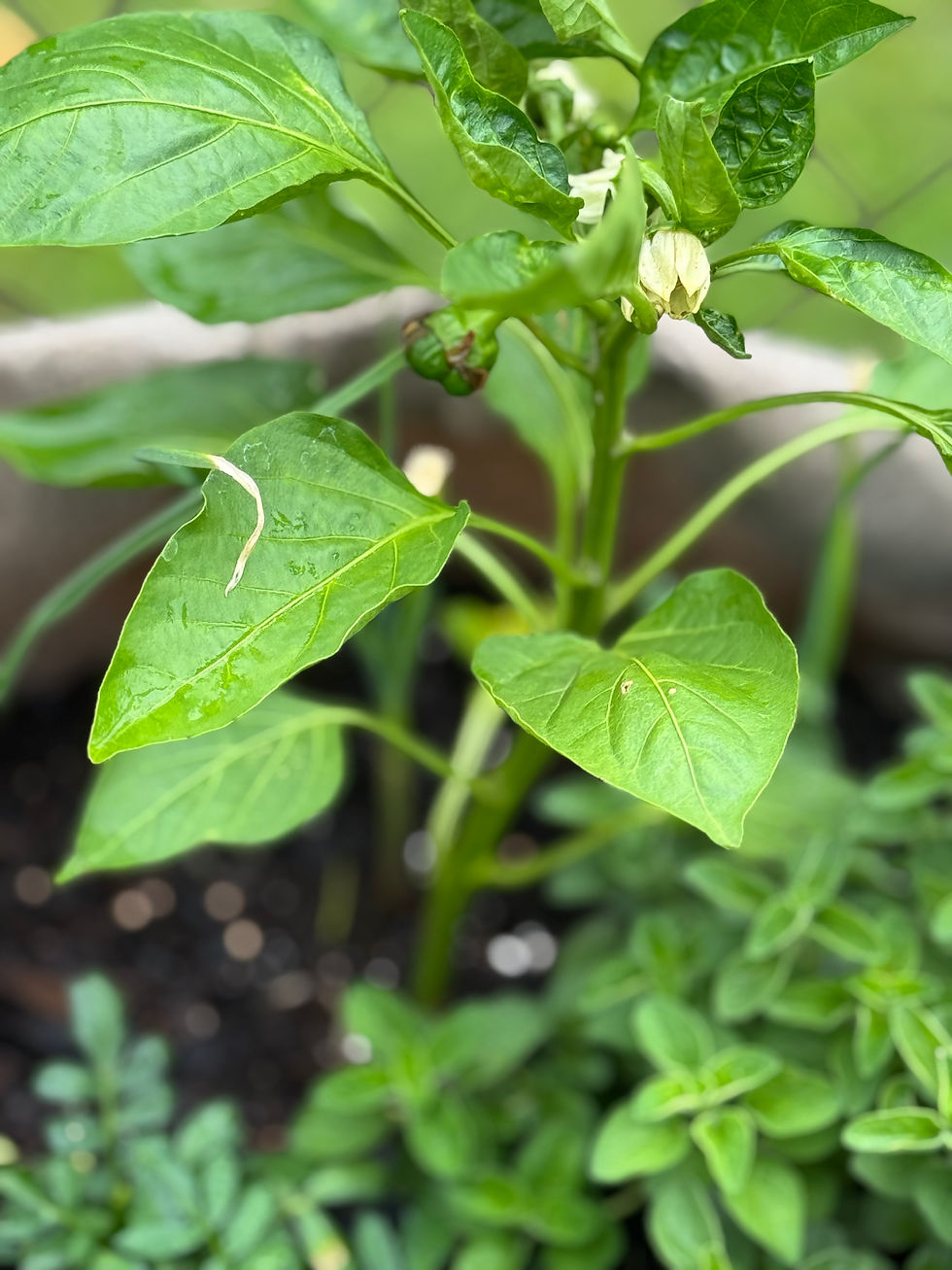 A young pepper plant with lush green leaves and small buds in a garden setting. The background is blurred, emphasizing the plant.
